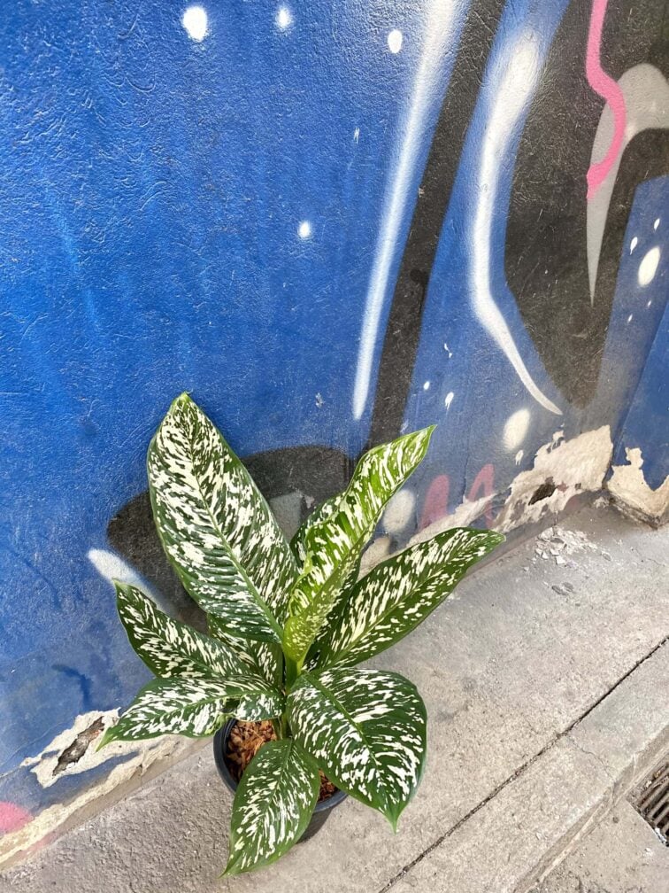 Zdjęcie rośliny Dieffenbachia White Etna, ujęcie 3