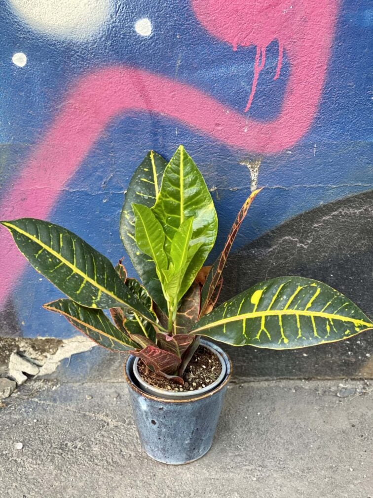 Zdjęcie rośliny Codiaeum variegatum "Petra", ujęcie 1