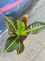 Zdjęcie rośliny Codiaeum variegatum "Petra", ujęcie 2