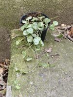 Zdjęcie rośliny Ceropegia Woodii Spades, ujęcie 1