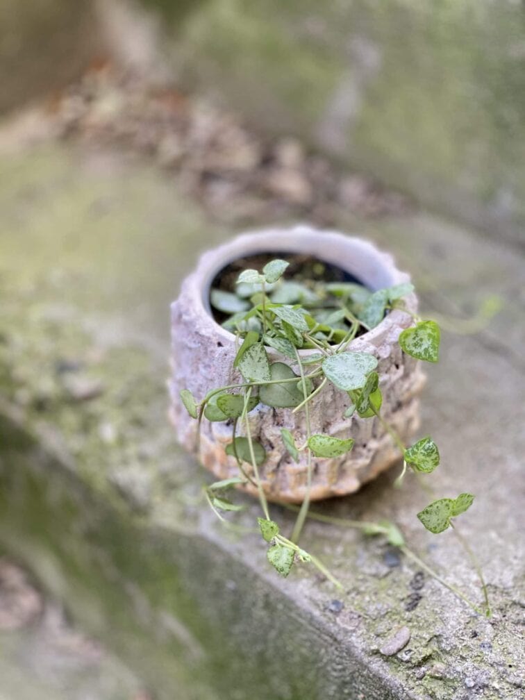 Zdjęcie rośliny Ceropegia Woodii Spades, ujęcie 2