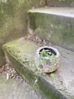 Zdjęcie rośliny Ceropegia Woodii Spades, ujęcie 3