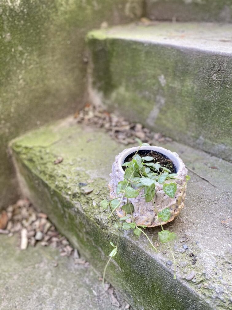 Zdjęcie rośliny Ceropegia Woodii Spades, ujęcie 3