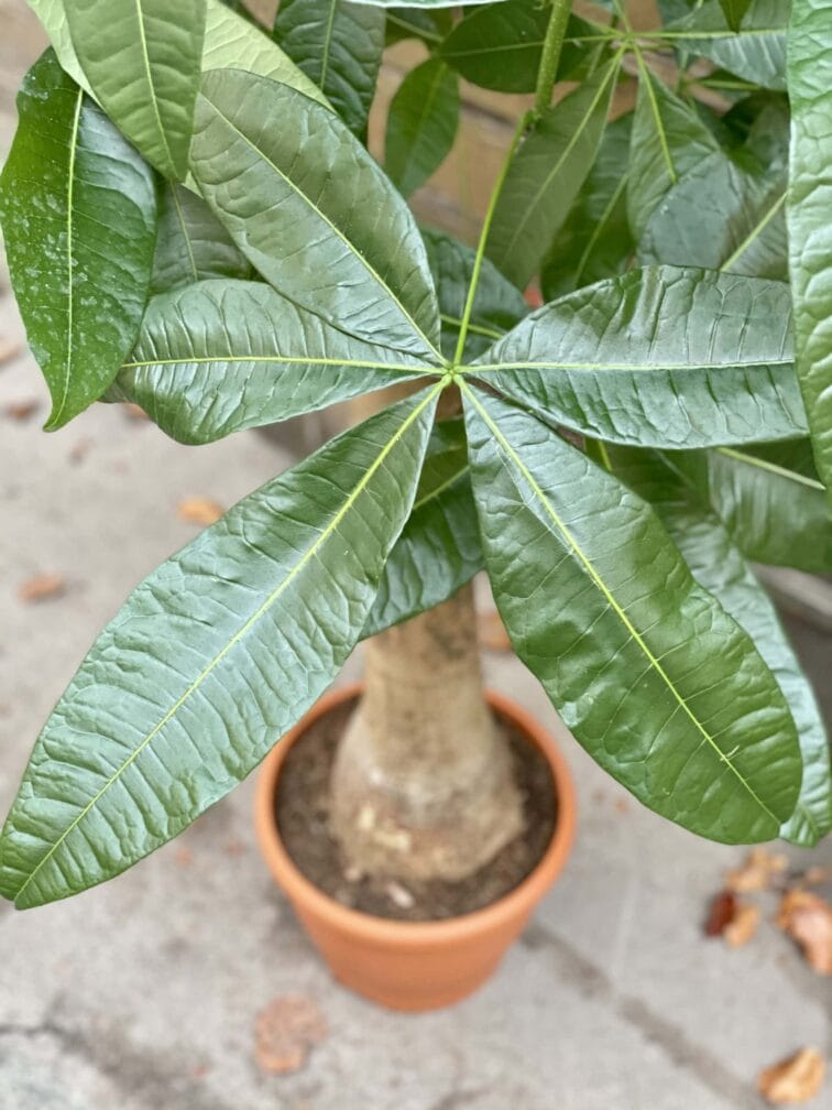 Zdjęcie rośliny Pachira Aquatica (Pachira Wodna), ujęcie 2