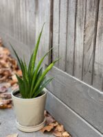 Zdjęcie rośliny Sansevieria Kirkii Friends, ujęcie 1