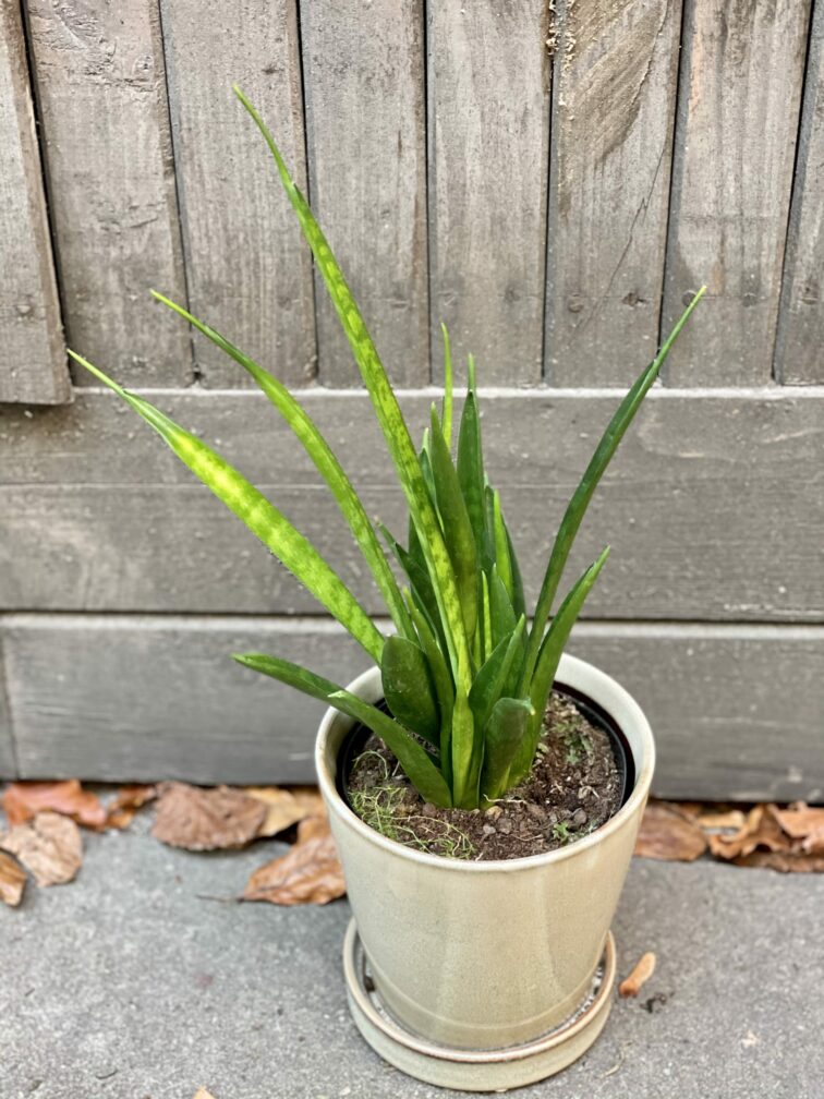 Zdjęcie rośliny Sansevieria Kirkii Friends, ujęcie 2