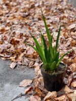 Zdjęcie rośliny Sansevieria Kirkii Friends, ujęcie 3