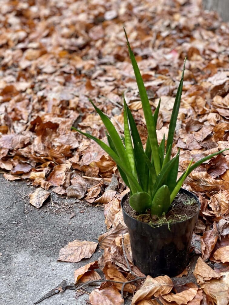 Zdjęcie rośliny Sansevieria Kirkii Friends, ujęcie 3