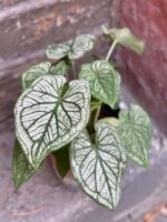 Zdjęcie rośliny Caladium White Christmas, ujęcie 1
