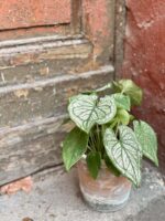 Zdjęcie rośliny Caladium White Christmas, ujęcie 2