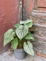 Zdjęcie rośliny Caladium White Christmas, ujęcie 3