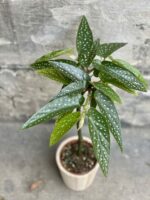 Zdjęcie rośliny Begonia Tamaya, ujęcie 1