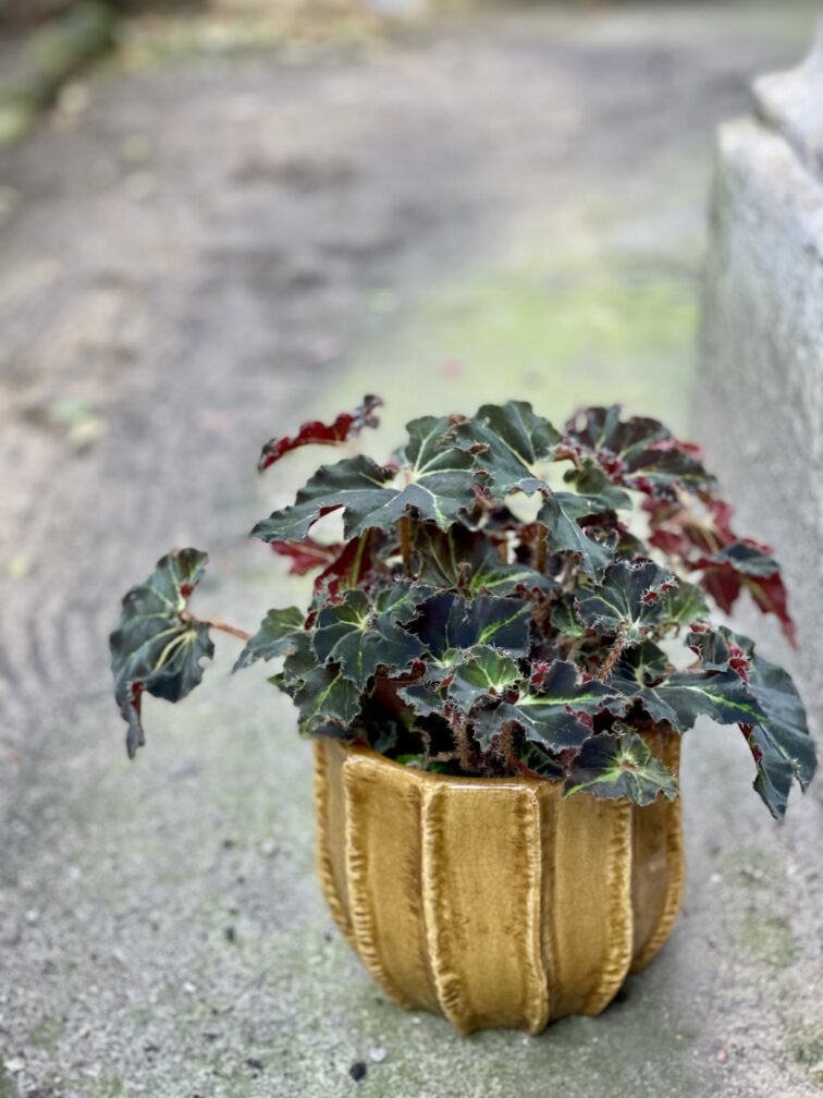 Zdjęcie rośliny Begonia Evy, ujęcie 1