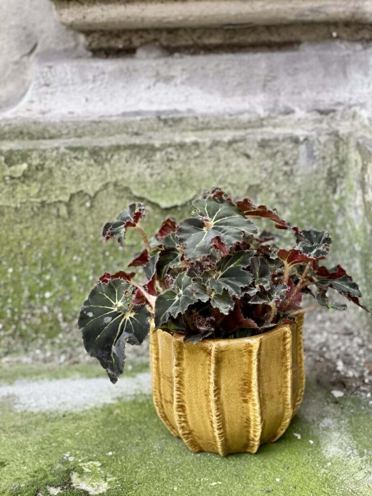 Zdjęcie rośliny Begonia Evy, ujęcie 3