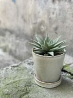 Zdjęcie rośliny Haworthia Limifolia, ujęcie 1