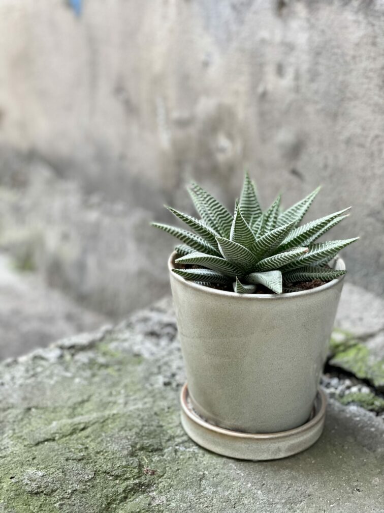 Zdjęcie rośliny Haworthia Limifolia, ujęcie 1