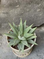 Zdjęcie rośliny Haworthia Limifolia, ujęcie 2