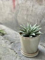 Zdjęcie rośliny Haworthia Limifolia, ujęcie 3