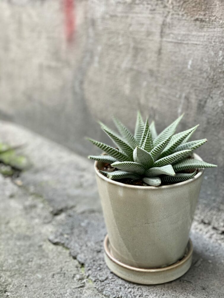 Zdjęcie rośliny Haworthia Limifolia, ujęcie 3