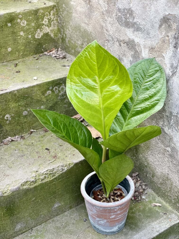anthurium-king_14x55-0.jpg Zdjęcie rośliny Anthurium King, ujęcie 1