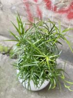 Zdjęcie rośliny Asparagus falcatus, ujęcie 1