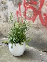 Zdjęcie rośliny Asparagus falcatus, ujęcie 2
