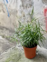 Zdjęcie rośliny Asparagus falcatus, ujęcie 3