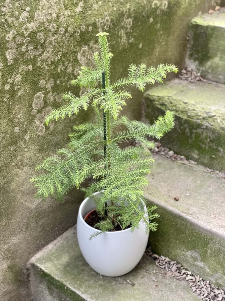 Zdjęcie rośliny Araucaria, ujęcie 1