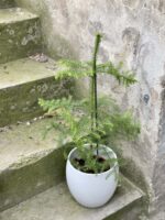 Zdjęcie rośliny Araucaria, ujęcie 3