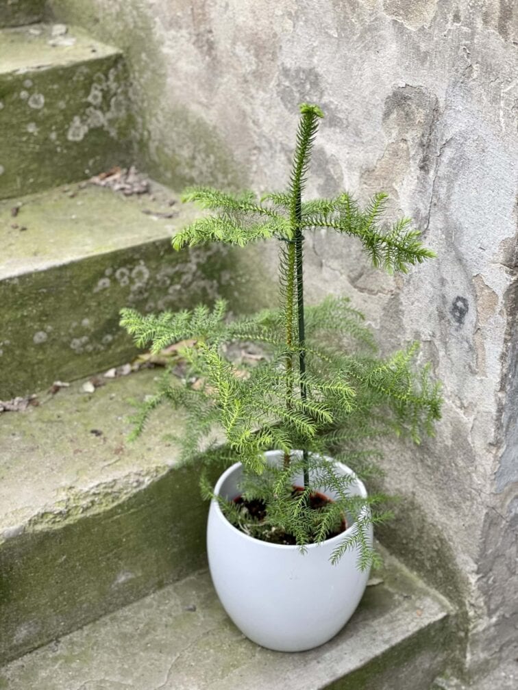 Zdjęcie rośliny Araucaria, ujęcie 3