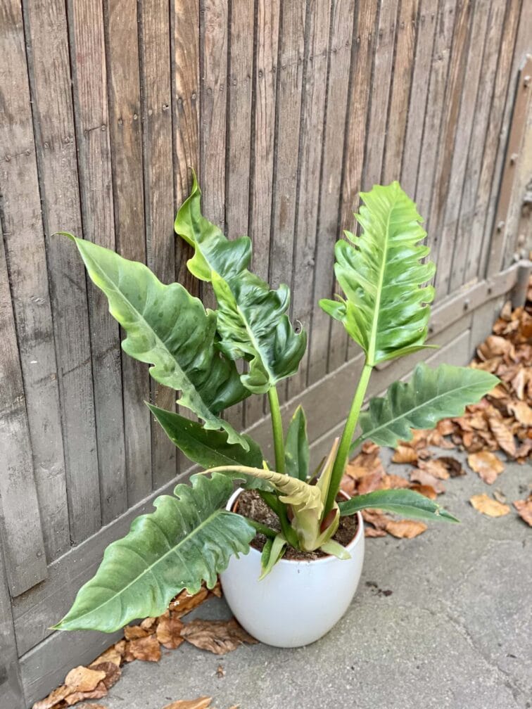 Zdjęcie rośliny Philodendron Narrow, ujęcie 1