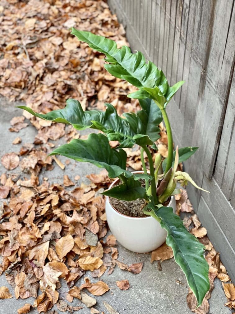Zdjęcie rośliny Philodendron Narrow, ujęcie 2