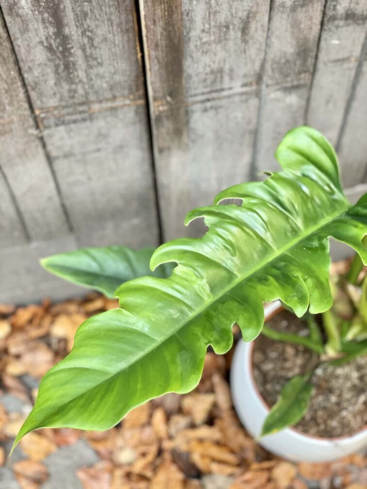 Zdjęcie rośliny Philodendron Narrow, ujęcie 3