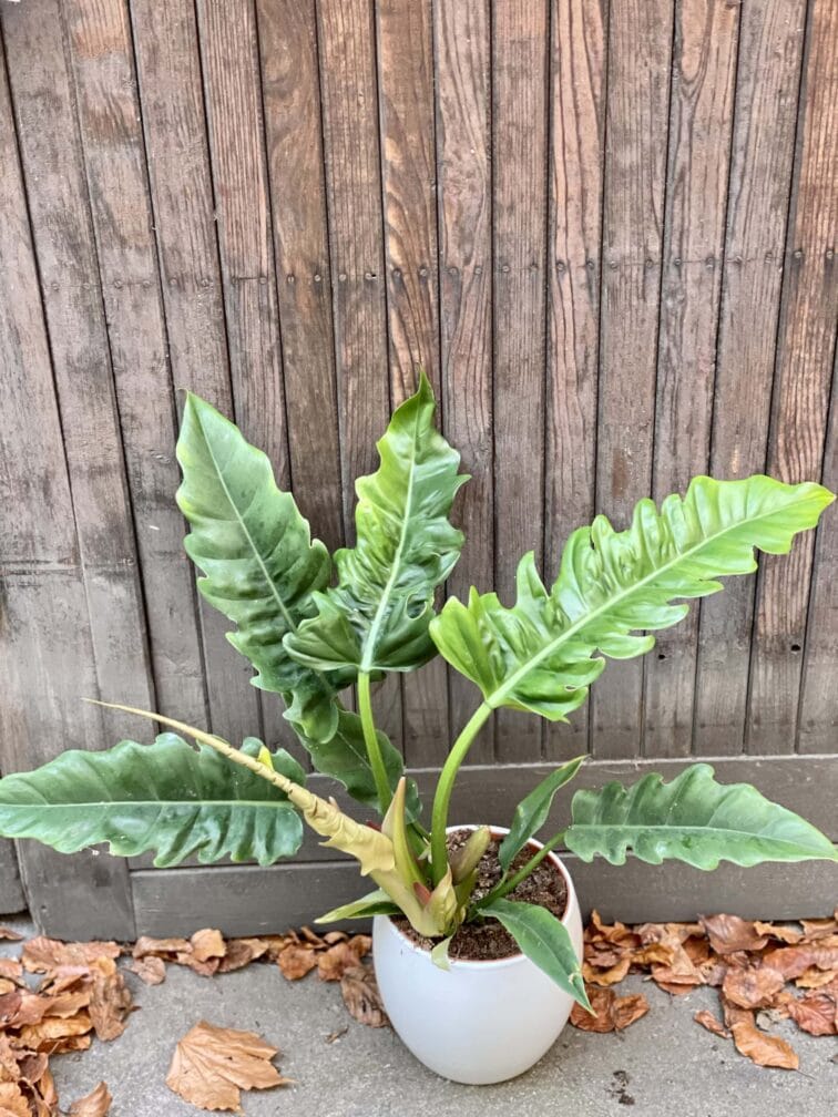 Zdjęcie rośliny Philodendron Narrow, ujęcie 4