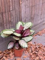 Zdjęcie rośliny Calathea roseopicta Silvia, ujęcie 1