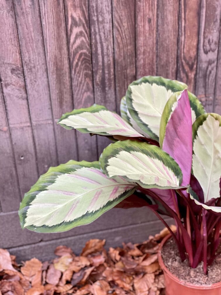 Zdjęcie rośliny Calathea roseopicta Silvia, ujęcie 2