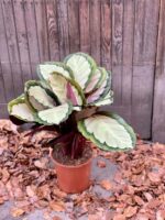 Zdjęcie rośliny Calathea roseopicta Silvia, ujęcie 3