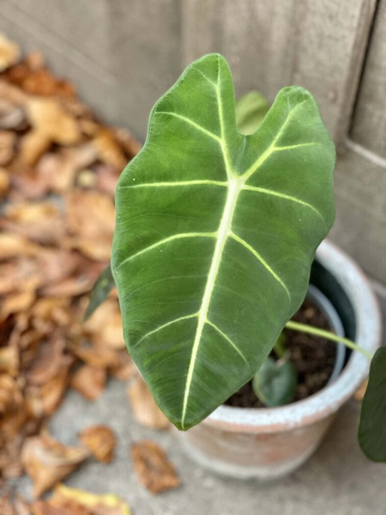 Zdjęcie rośliny Alocasia micholitziana "Frydek", ujęcie 1