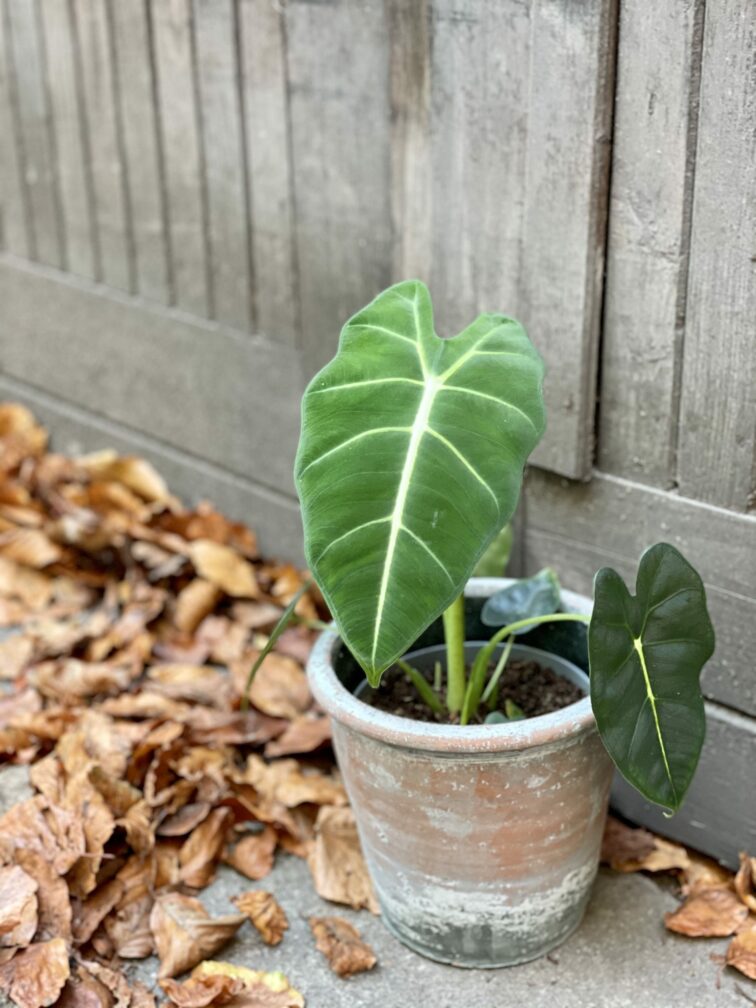 Zdjęcie rośliny Alocasia micholitziana "Frydek", ujęcie 2