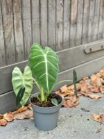 Zdjęcie rośliny Alocasia micholitziana "Frydek", ujęcie 3
