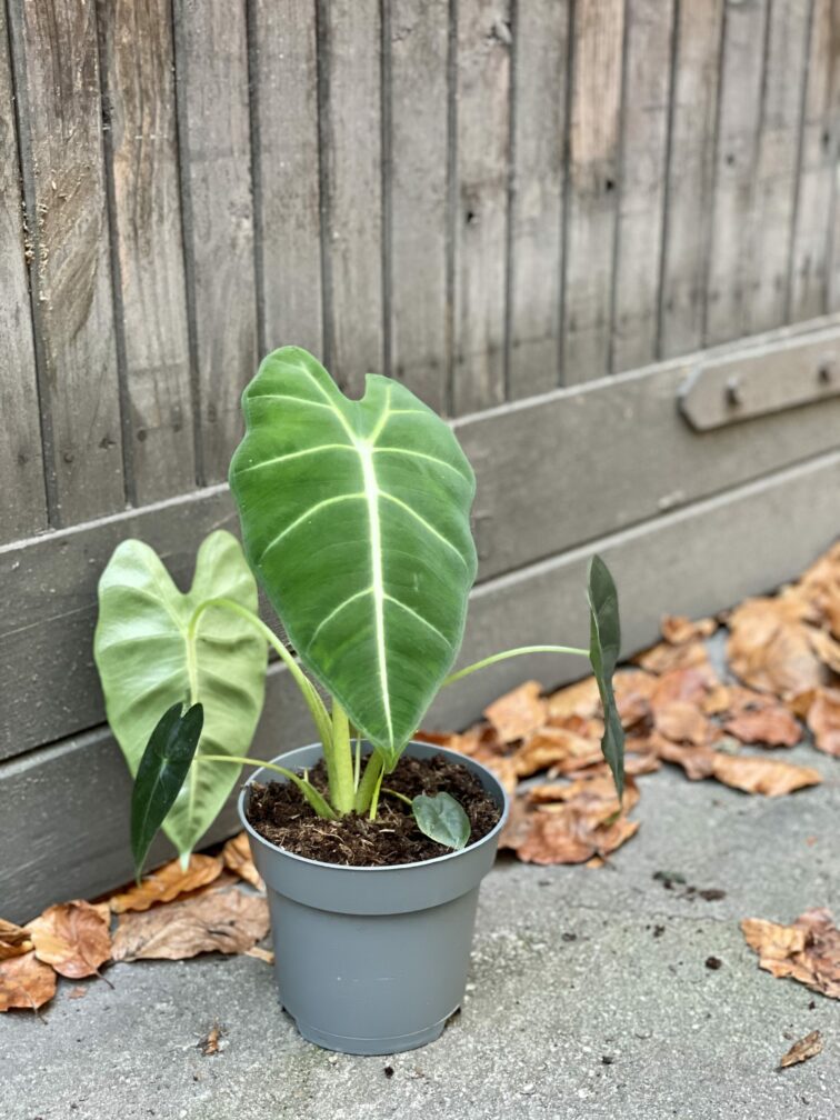 Zdjęcie rośliny Alocasia micholitziana "Frydek", ujęcie 3