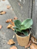 Zdjęcie rośliny Sansevieria cylindrica "Star Rose", ujęcie 1