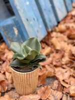 Zdjęcie rośliny Sansevieria cylindrica "Star Rose", ujęcie 2