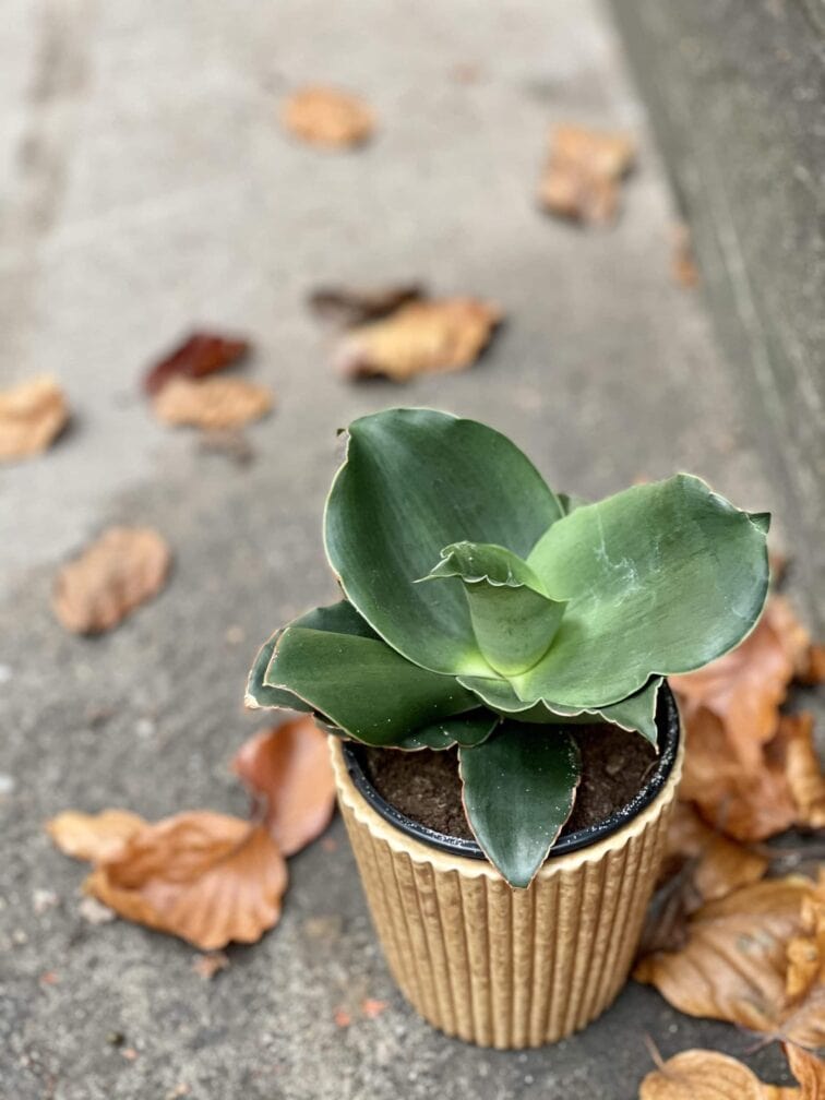 Zdjęcie rośliny Sansevieria cylindrica "Star Rose", ujęcie 3