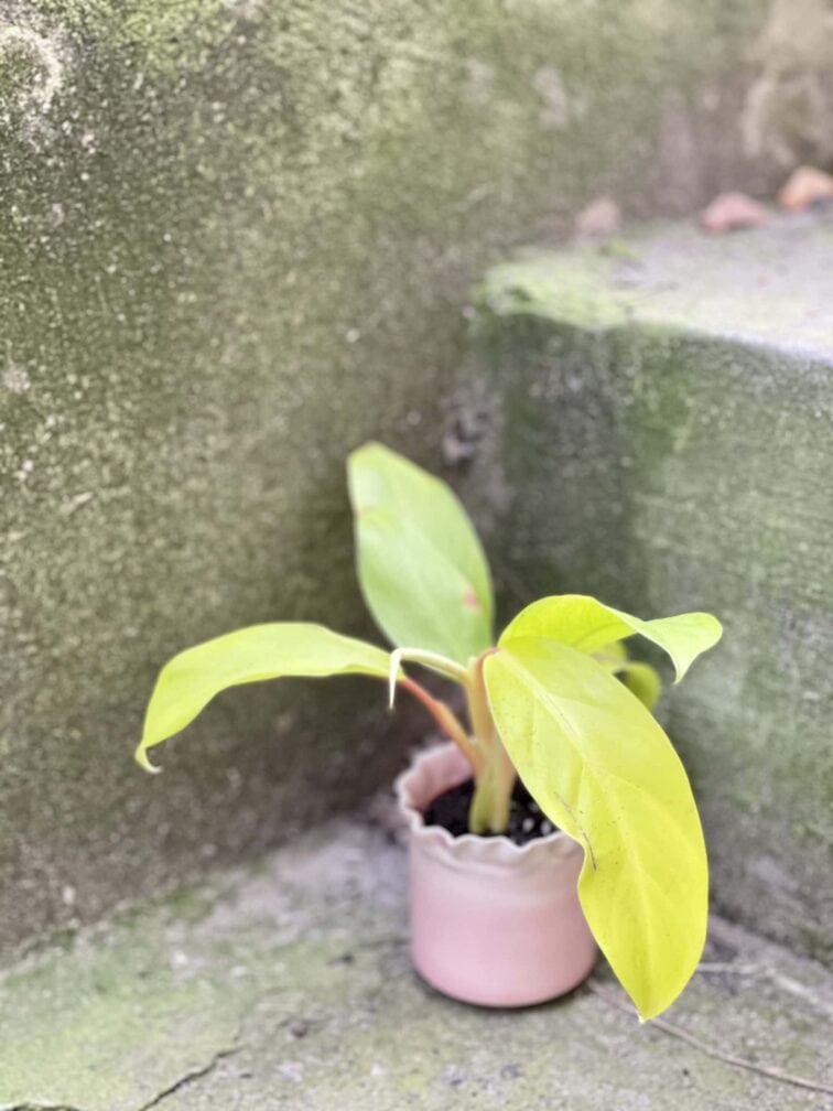 Zdjęcie rośliny Philodendron Malay Gold, ujęcie 1