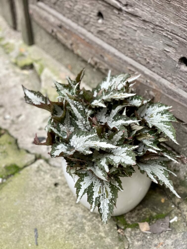 Zdjęcie rośliny Begonia Sumatra, ujęcie 1