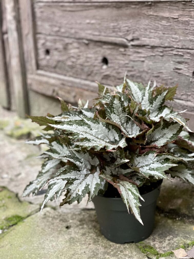 Zdjęcie rośliny Begonia Sumatra, ujęcie 2