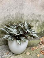 Zdjęcie rośliny Begonia Sumatra, ujęcie 3