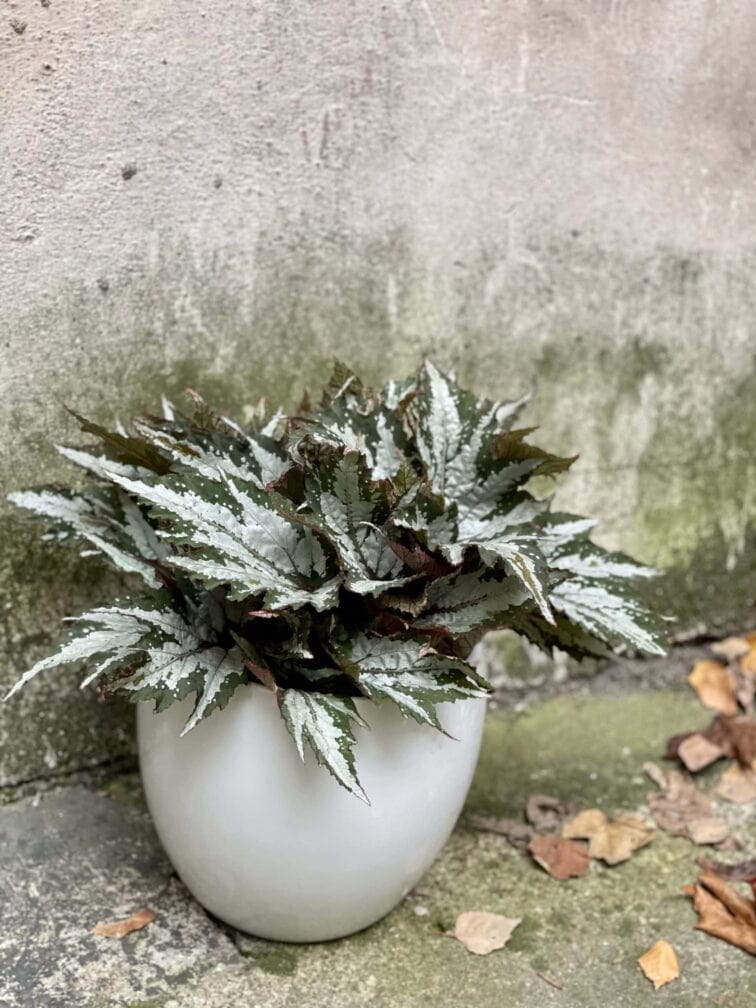 Zdjęcie rośliny Begonia Sumatra, ujęcie 3