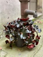 Zdjęcie rośliny Begonia erytrophylla "Black Jungle", ujęcie 1